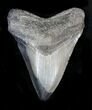Multi-Colored Fossil Megalodon Tooth #23409-1